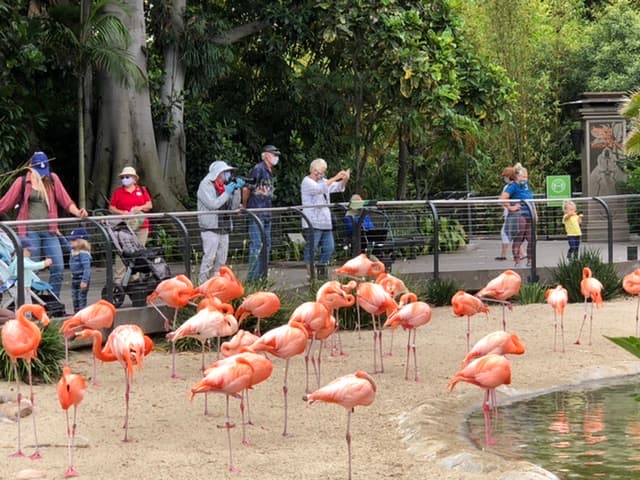 San Diego Zoo & Safari Park Reopen